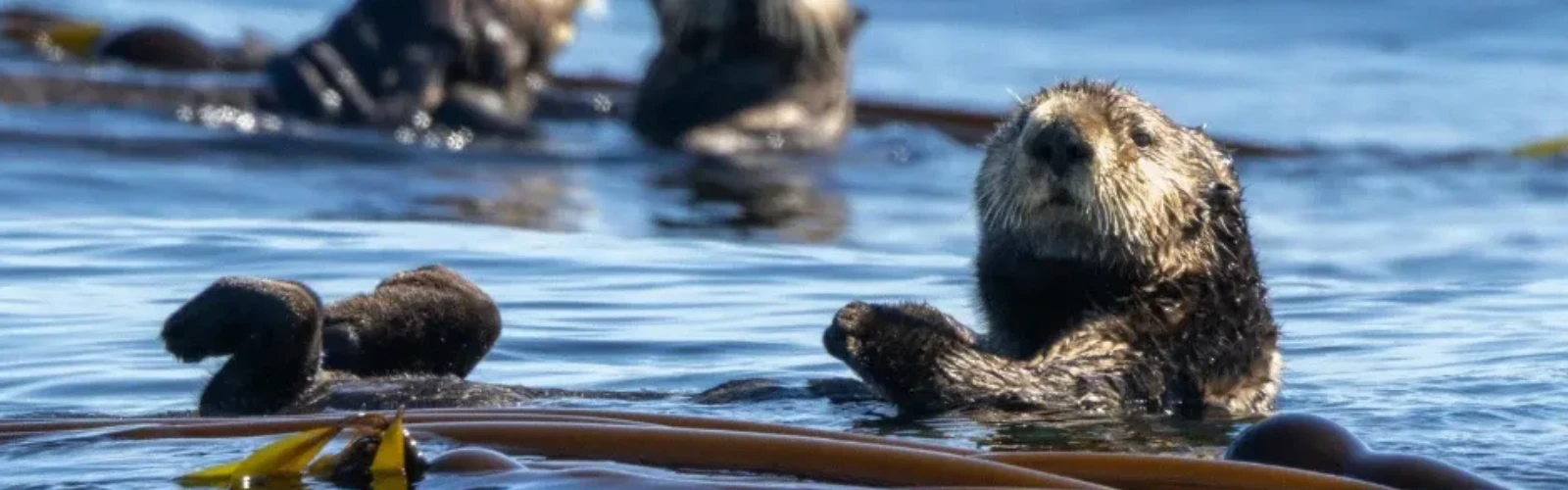 Explore Morro Bay Wildlife: Sea Otters, Birds & Scenic Nature Views