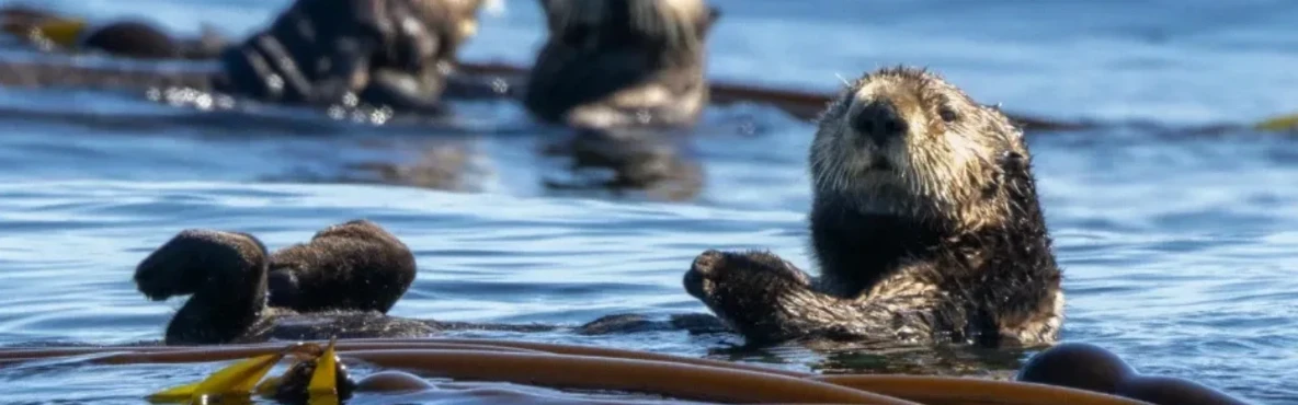 Explore Morro Bay Wildlife: Sea Otters, Birds & Scenic Nature Views