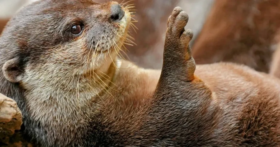 Explore Morro Bay Wildlife: Sea Otters, Birds & Scenic Nature Views