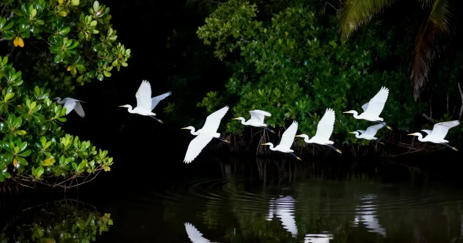 Explore Morro Bay Wildlife: Sea Otters, Birds & Scenic Nature Views