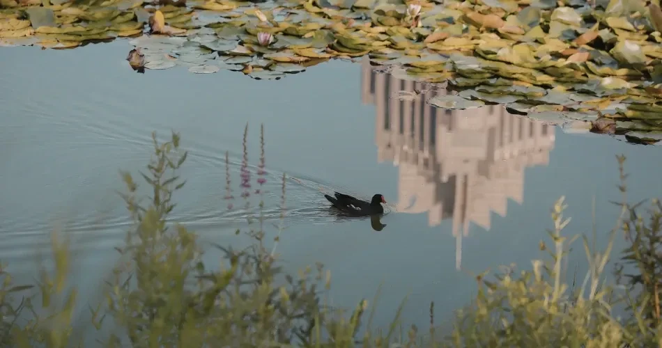 Explore Morro Bay Wildlife: Sea Otters, Birds & Scenic Nature Views