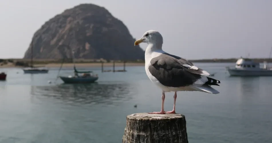 Explore Morro Bay Wildlife: Sea Otters, Birds & Scenic Nature Views