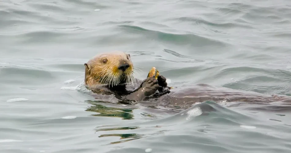 Morro Bay Insider Guide: Local Secrets & Hidden Spots